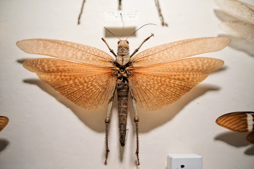 Museum «May Natural History Museum», reviews and photos, 710 Rock Creek Canyon Rd, Colorado Springs, CO 80926, USA