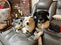 Ventura Pet Wellness & Dog Training Center - Photo 6 - Car repair in Ventura, CA, San Buenaventura