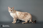 éleveur chat bengal : chatterie magic bengal Charnizay