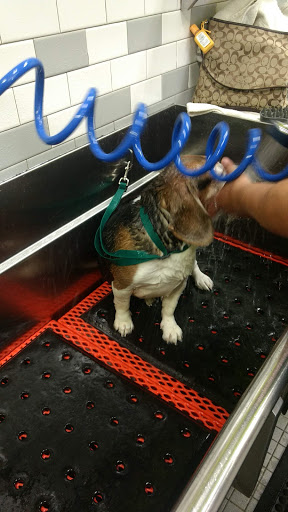 Pet Supply Store «Unleashed by Petco», reviews and photos, 20 Deer Shore Square A, North Babylon, NY 11703, USA