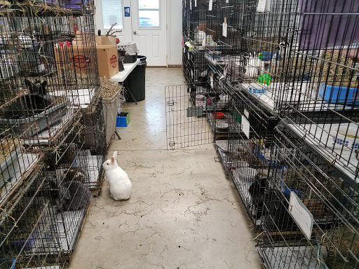 Erie Area Rabbit Society & Rescue image 3