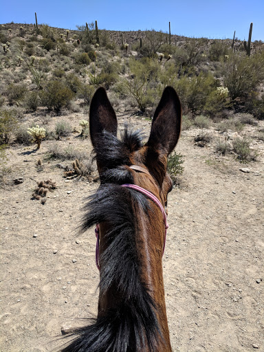 Horseback Riding Service «Spur Cross Stables», reviews and photos, 44029 N Spur Cross Rd, Cave Creek, AZ 85331, USA