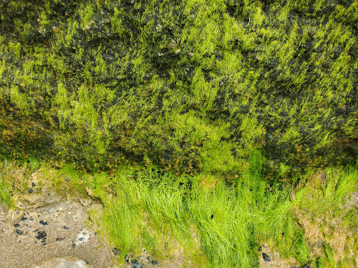 Park «Stage Fort Park», reviews and photos, 24 Hough Ave, Gloucester, MA 01930, USA