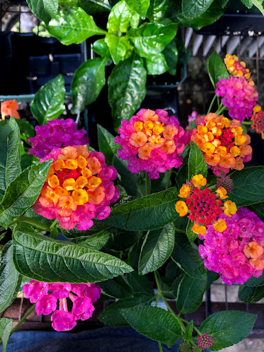 Florist «Ultima Florals», reviews and photos, 81-02 37th Ave, Jackson Heights, NY 11372, USA