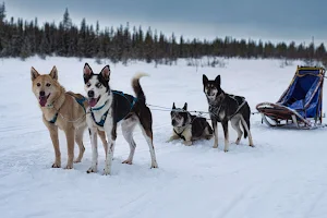 Arctic Dogsled Adventure AB image