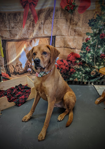 Pet Groomer «A Klassy Lassie, LLC», reviews and photos, 30 Old Jackson Rd, McDonough, GA 30252, USA