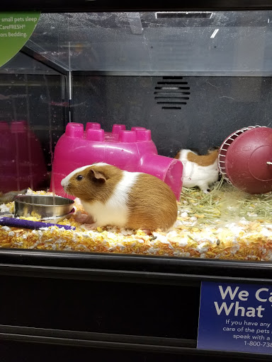 Pet Supply Store «PetSmart», reviews and photos, 482 Stillwater Ave Ste 2A, Bangor, ME 04401, USA