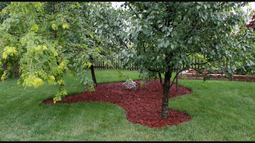 How To Get Rid Of The Spotted Lanternfly 4