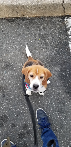 Pet Supply Store «Petco Animal Supplies», reviews and photos, 710 Franklin Ave, Franklin Square, NY 11010, USA