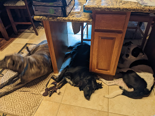 Pet Store «Pet Supermarket, Inc.», reviews and photos, 1938 FL-44 #40, New Smyrna Beach, FL 32168, USA