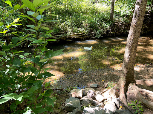 The Bog Garden at Benjamin Park