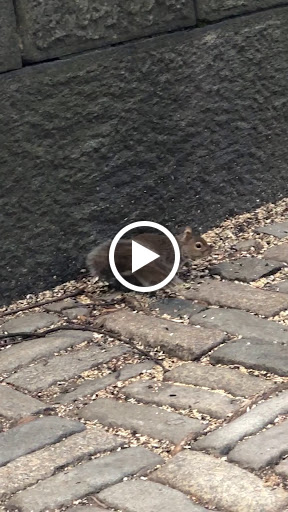 Modern Art Museum «Solomon R. Guggenheim Museum», reviews and photos, 1071 5th Ave, New York, NY 10128, USA