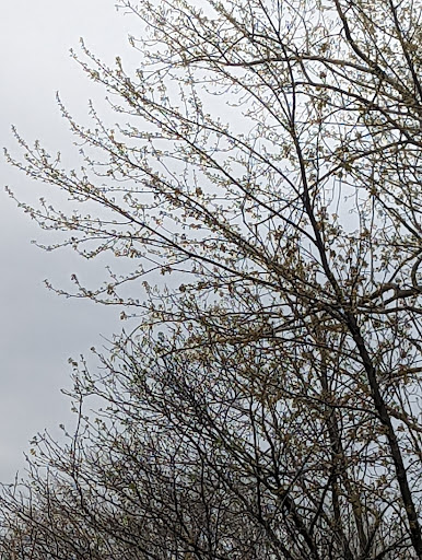 Park «Horner Park», reviews and photos, 2741 W Montrose Ave, Chicago, IL 60618, USA