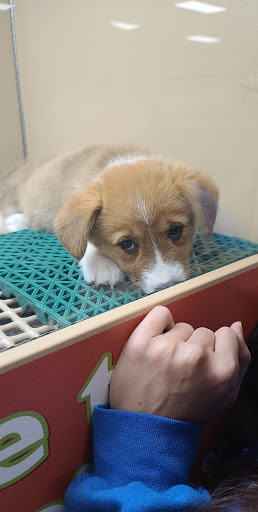 Pet Store «Petland», reviews and photos, 5470 Dixie Hwy, Fairfield, OH 45014, USA