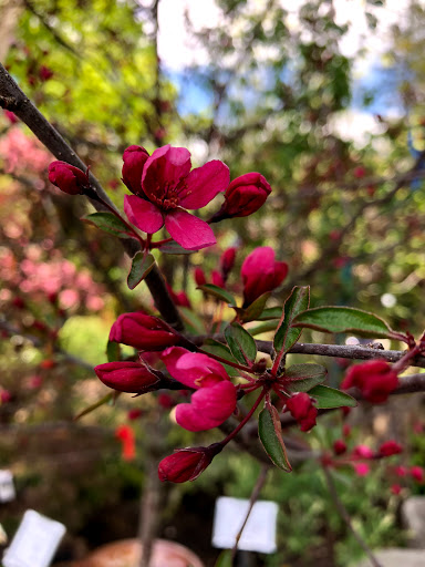 Garden Center «Stonewall Garden Center», reviews and photos, 4675 PA-447, Canadensis, PA 18325, USA