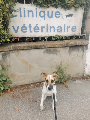 Clinique vétérinaire des 3 massifs (Morin-Miloche) à Grenoble