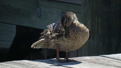 History Museum «Chesapeake Bay Maritime Museum», reviews and photos, 213 North Talbot Street, St Michaels, MD 21663, USA