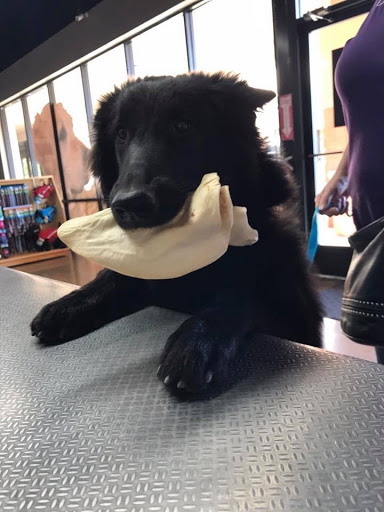 Pet Store «Pet Planet Ridgeview», reviews and photos, 2910 N Power Rd #103, Mesa, AZ 85215, USA