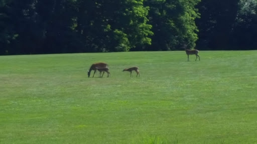 Golf Course «William F. Larkin Golf Course at Colonial Terrace», reviews and photos, 1003 Wickapecko Dr, Ocean Township, NJ 07712, USA