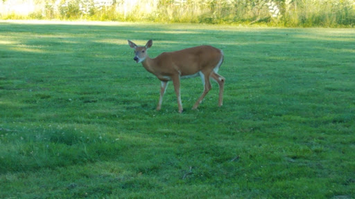 Public Golf Course «Algonkian Golf Course», reviews and photos, 47001 Fairway Dr, Sterling, VA 20165, USA
