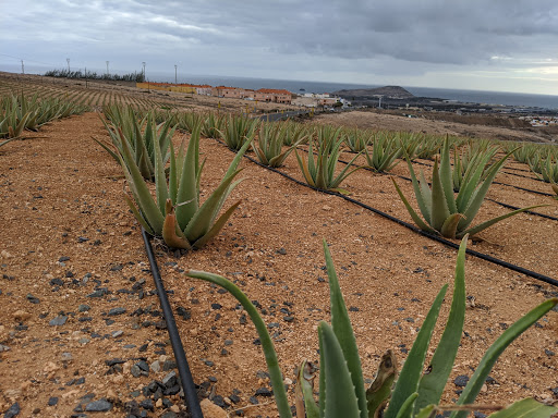 Finca Canarias Aloe Vera El Goro