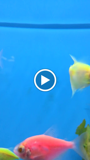 Pet Supply Store «Pet Supplies Plus», reviews and photos, 3060 N Lewis Ave, Waukegan, IL 60087, USA