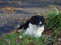 J&J Dog Training - Photo 6 - Car repair in , Mobile