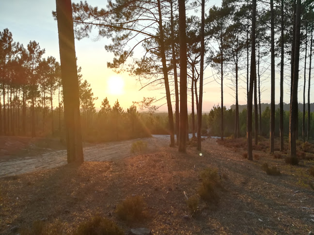 Mata Nacional de Leiria - Marinha Grande