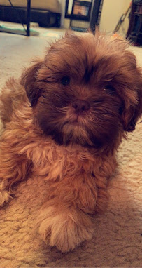 Coronado Pet Shoppe - Photo 9 - Car repair in Amarillo, TX, Amarillo