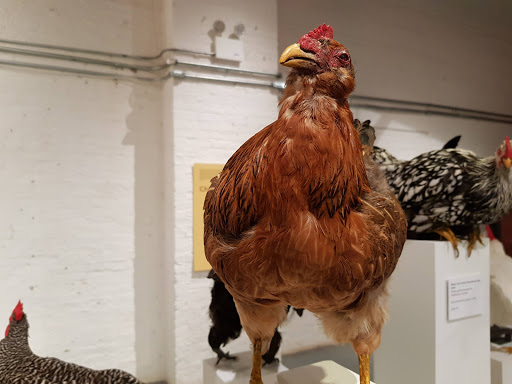 Museum «Museum of Food and Drink (MOFAD) Lab», reviews and photos, 62 Bayard St, Brooklyn, NY 11222, USA