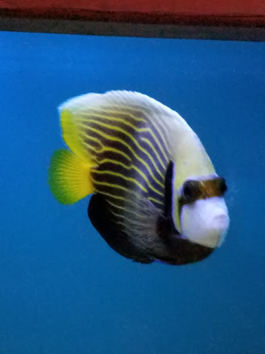 Tropical Fish Store «Ocean Aquarium», reviews and photos, 6820 E Black Horse Pike, Egg Harbor Township, NJ 08234, USA