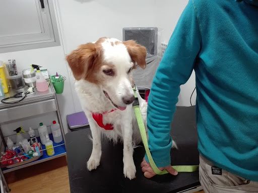 Clínica Veterinaria Pou en Platja d'Aro