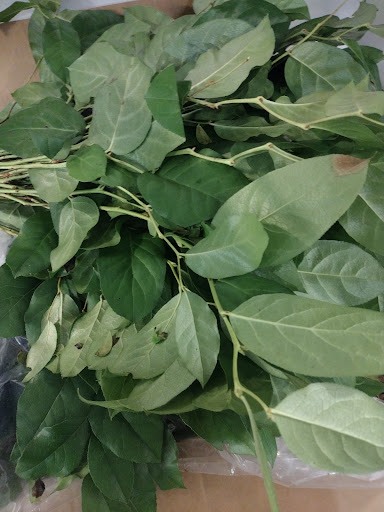 Florist «Botanica Wholesale Florist», reviews and photos, 3208 International Pl, Irving, TX 75062, USA