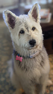 Pampered Pets - Photo 8 - Car repair in Ocean Springs, MS, Gulfport