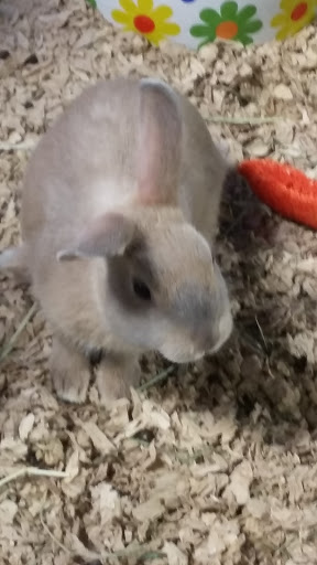 Pet Store «Pets Plus - Lansdale», reviews and photos, 555 S Broad St, Lansdale, PA 19446, USA