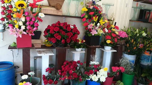 Florería Ave de Paraíso – Tulancingo