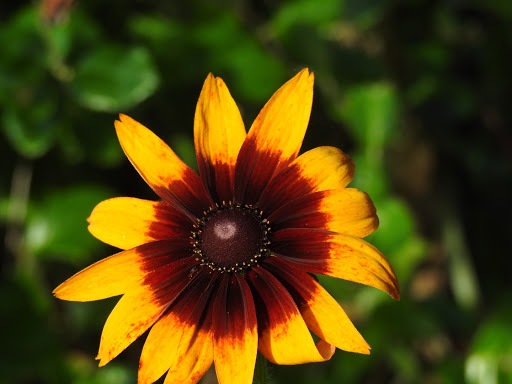 Park «Harford Glen Park», reviews and photos, 502 W Wheel Rd, Bel Air, MD 21015, USA