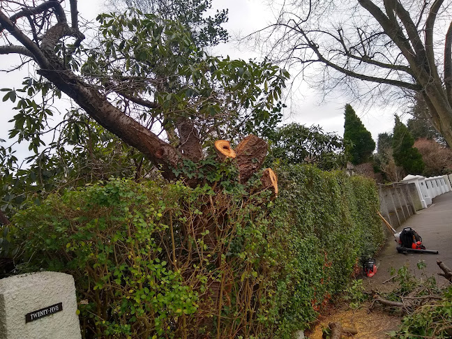Belfast Tree & Garden Services - Pruned /Topped/Removed - Belfast