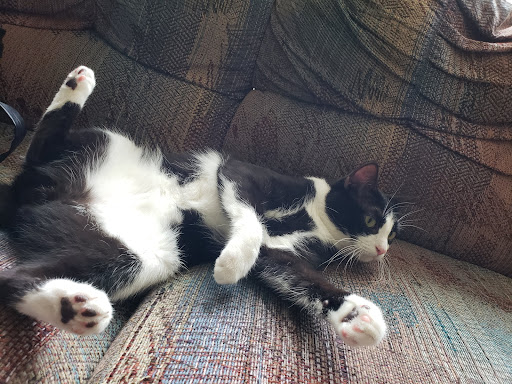 Pet Supply Store «PetSmart», reviews and photos, 1550 Butterfield Rd, Downers Grove, IL 60515, USA