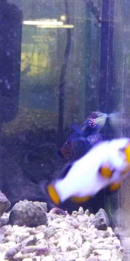 Pet Store «Vallejo Aquarium», reviews and photos, 611 Florida St, Vallejo, CA 94590, USA