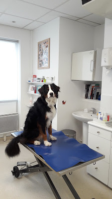 Clinique Vétérinaire Daumesnil à Paris