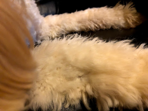 Pet Supply Store «EarthWise Pet», reviews and photos, 4880 Lower Roswell Rd #10, Marietta, GA 30068, USA