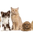 Critter Care Pet Clinic