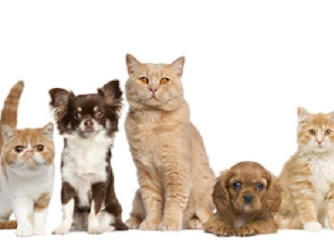 Critter Care Pet Clinic