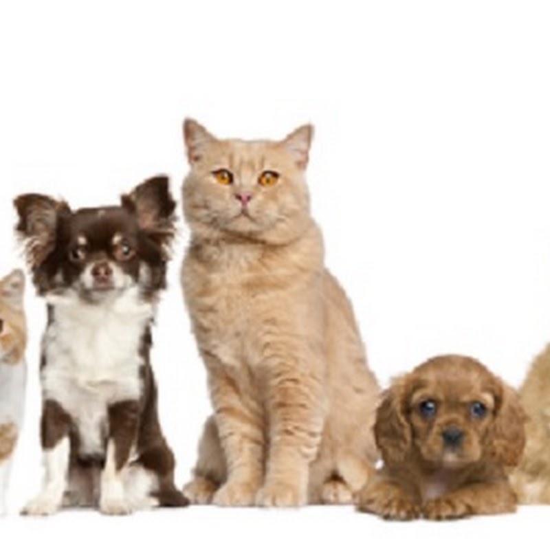 Critter Care Pet Clinic