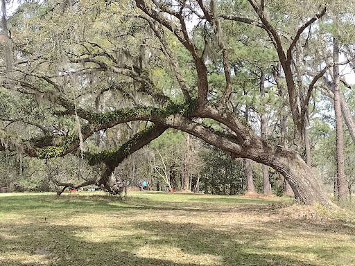 National Forest «Francis Marion National Forest», reviews and photos, 2967 Steed Creek Rd, Huger, SC 29450, USA