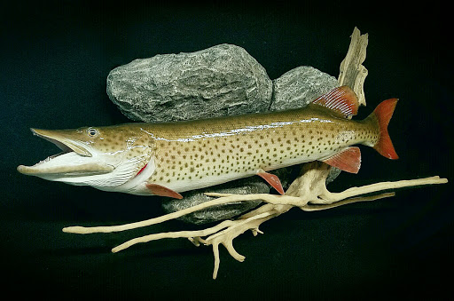 Taxidermist «HighPoint Taxidermy And Outfutters», reviews and photos, 14860 OH-13, Thornville, OH 43076, USA