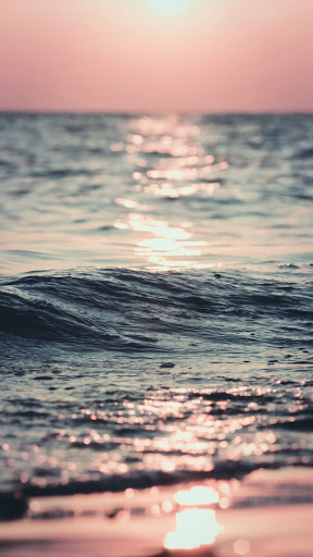 Pet Store «The Pet Stop», reviews and photos, 6401 Woodway Dr, Houston, TX 77057, USA