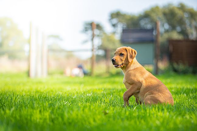 We Love Pets Maidstone - Dog Walker, Pet Sitter & Home Boarder - Maidstone