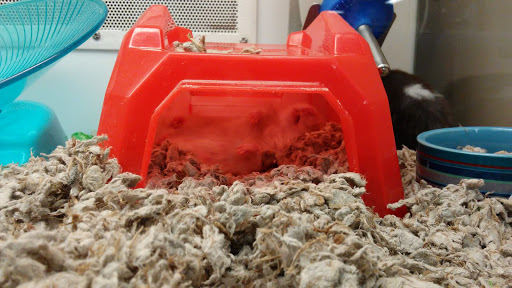 Pet Supply Store «Petco Animal Supplies», reviews and photos, 8404 Eager Rd b, Brentwood, MO 63144, USA